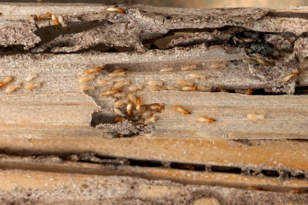 Best Residential Pest Control  in Brownfields, LA