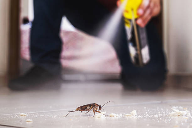 Best Wasp Removal Services  in Brownfields, LA
