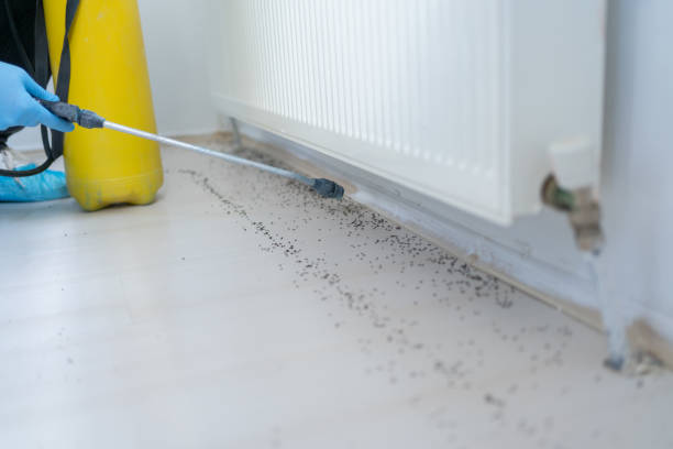 Best Affordable Pest Control Services  in Brownfields, LA